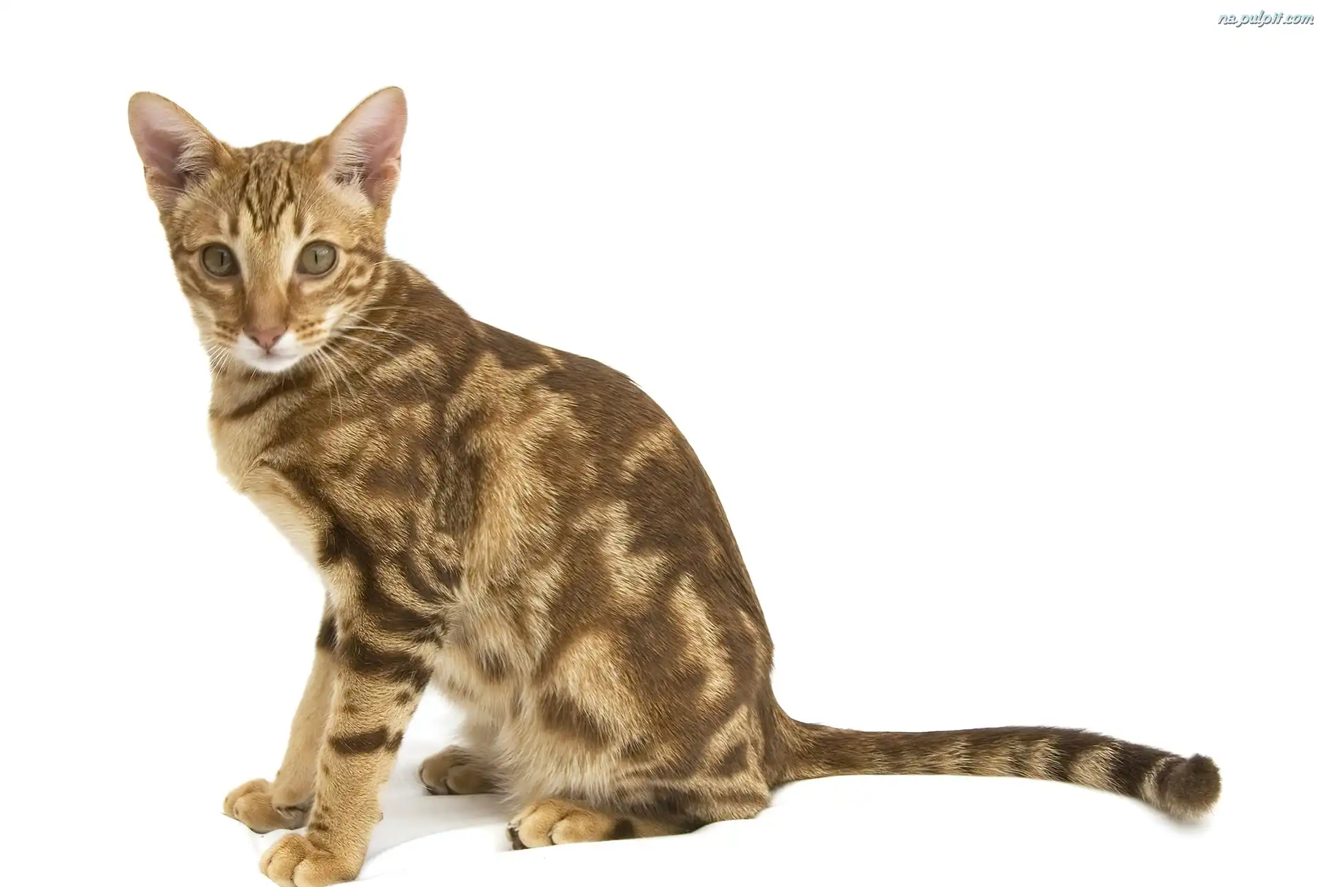 Plamy, Ocicat, Br±zowe